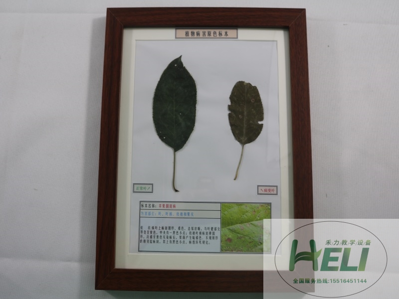 園林果樹病害原色教學標本-蘋果圓斑病