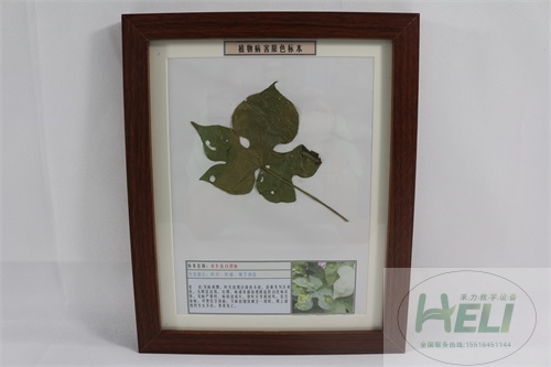 花卉病害原色教學標本-牽牛花白銹病