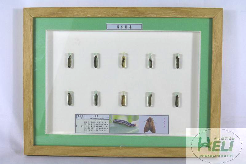 農業害蟲-粘蟲標本