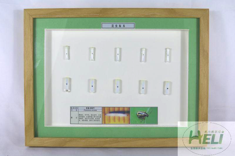 農業害蟲-黃曲條跳甲標本