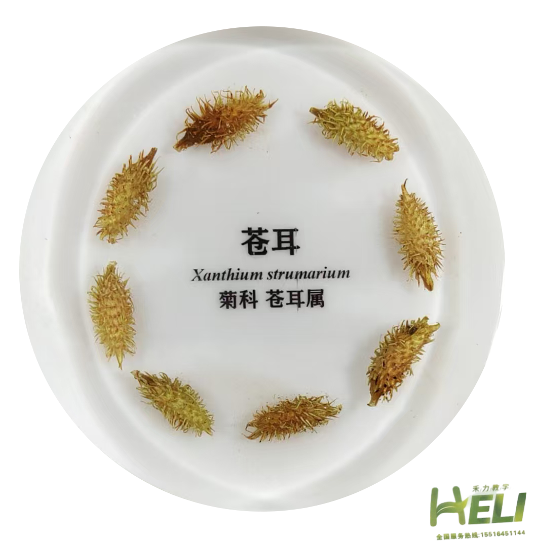 包埋標本    蒼耳