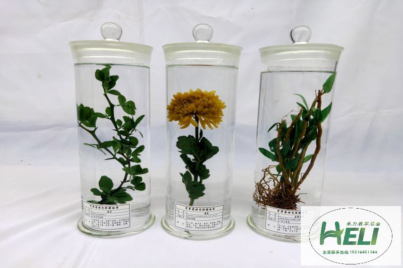 中藥浸制標本枳實 菊花 金釵石斛